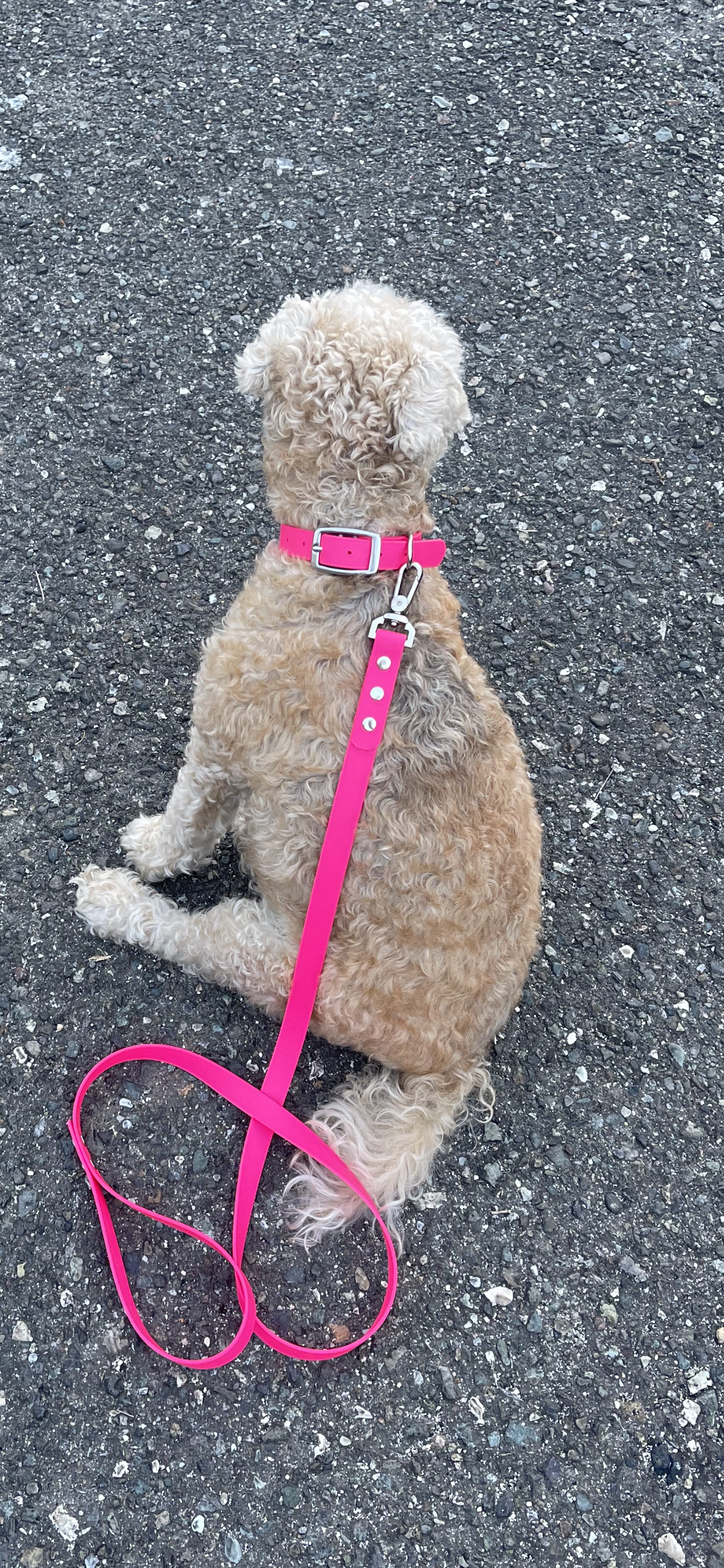 Biothane Collars and Leads